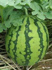 热门摘瓜音乐叫什么,旋律动听，夏日炎炎里的清凉旋律