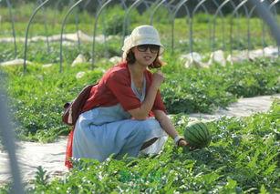 热门摘瓜音乐叫什么,旋律动听，夏日炎炎里的清凉旋律