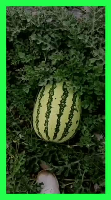 今日晒晒我的瓜,晒晒我的瓜，揭秘娱乐圈最新热点