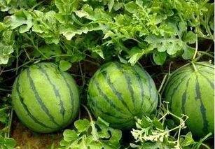 昆明小圆瓜今日行情价格,价格波动与市场动态一览