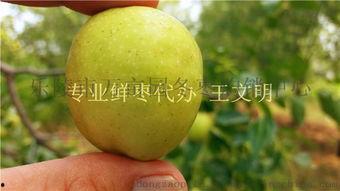 今日产地蒲瓜价格,今日产地行情一览”