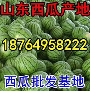 今日产地蒲瓜价格,今日产地行情一览”