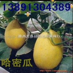 水果哈密瓜今日行情,今日市场动态一览