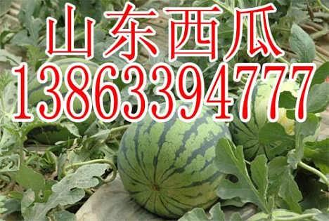 瓜茄承压今日行情,市场动态与价格走势分析