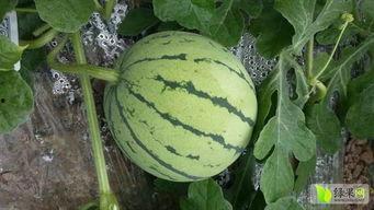 鼎信麒麟瓜今日价格,市场行情一览”