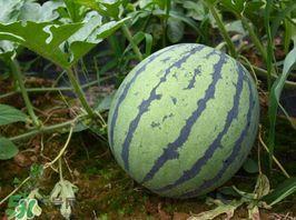 鼎信麒麟瓜今日价格,市场行情一览”