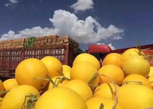 蒙阳蜜瓜今日价格,价格行情一览