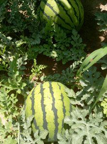 松瓜今日价格行情,今日行情一览