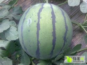 松瓜今日价格行情,今日行情一览